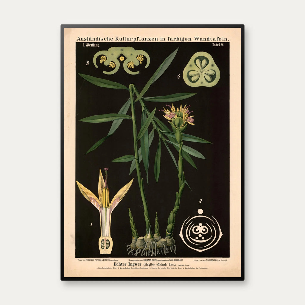 Ingefær 1880 - Anskuelsestavle – billede 1