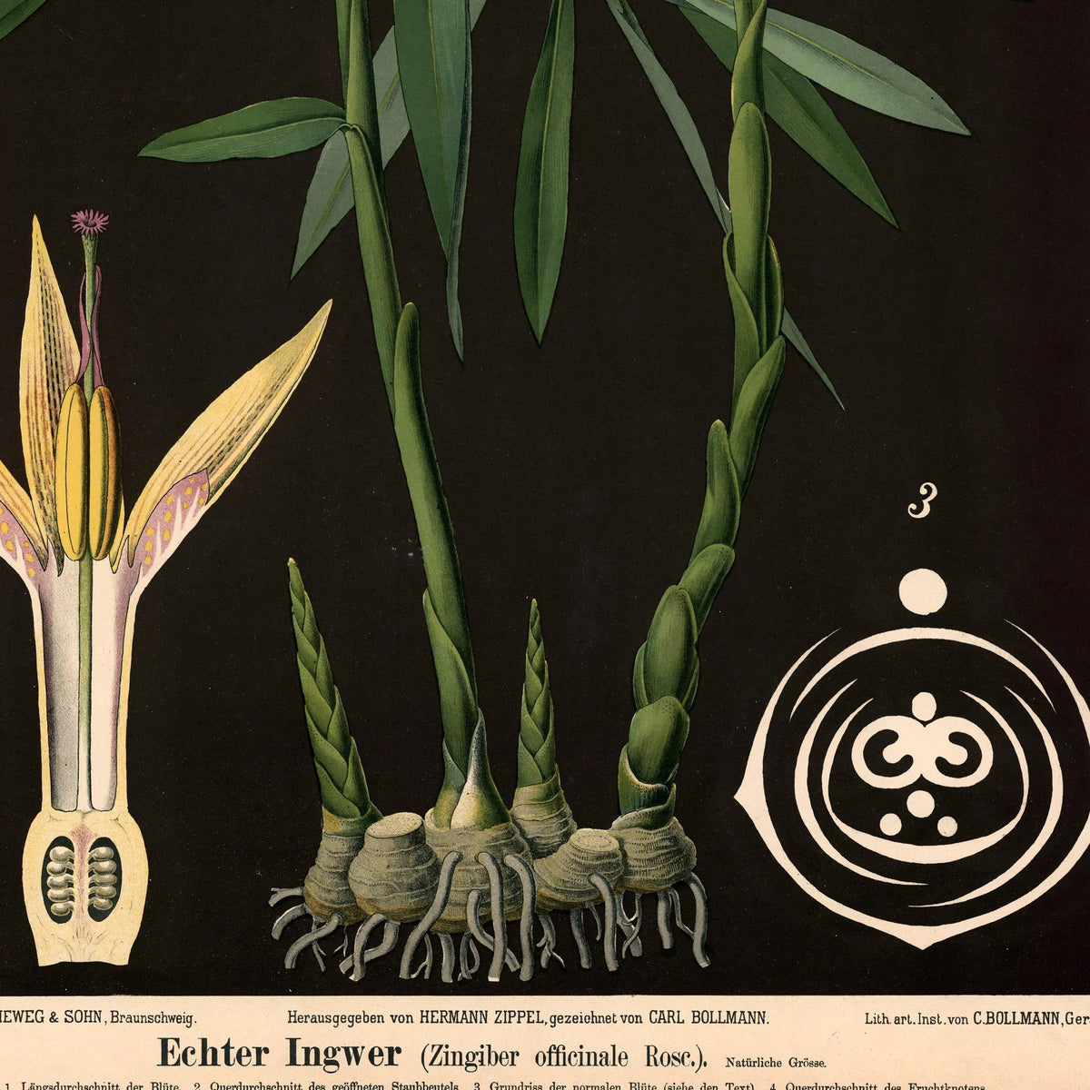 Ingefær 1880 - Anskuelsestavle – billede 4