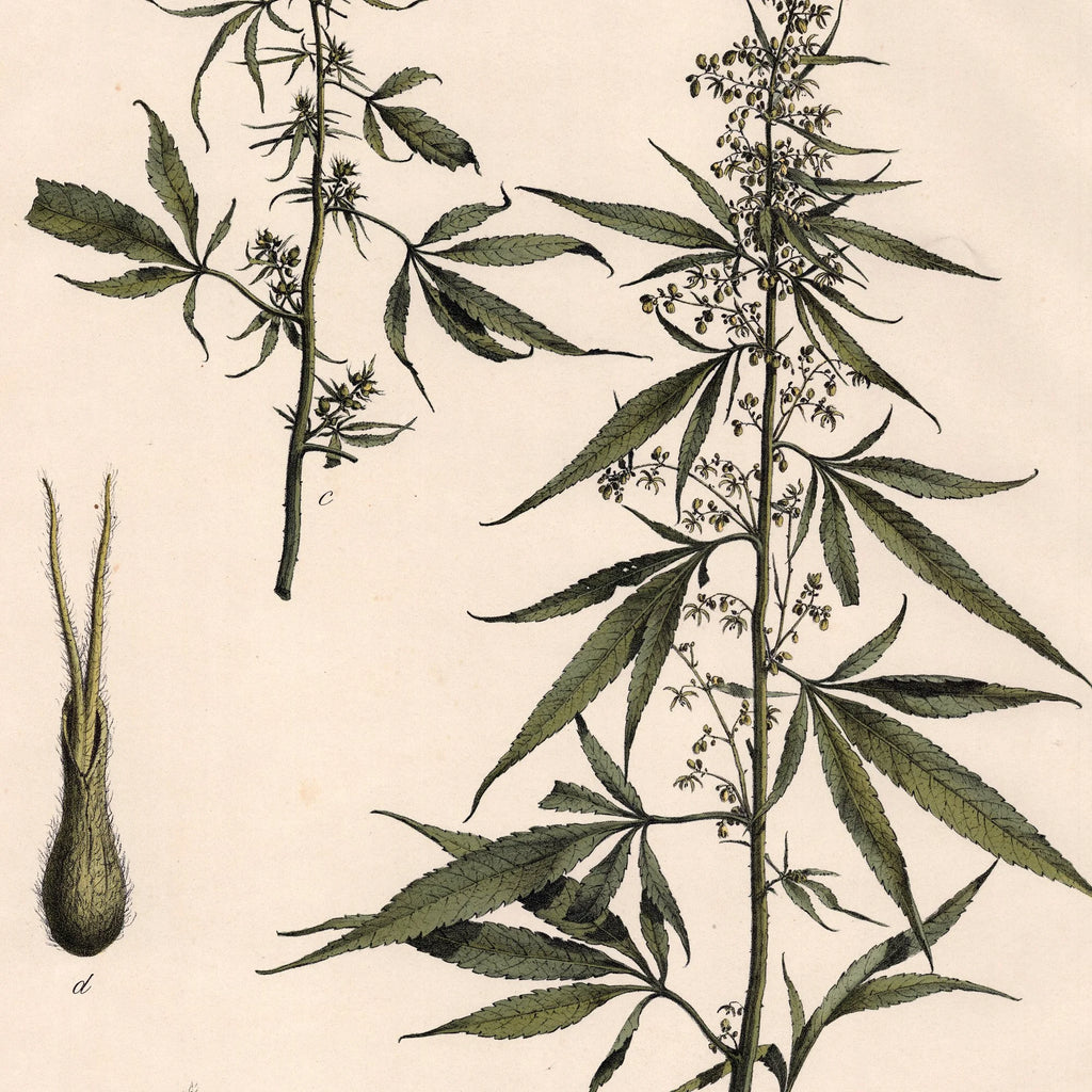 Hash, hamp 1911 - Anskuelsestavle – billede 4