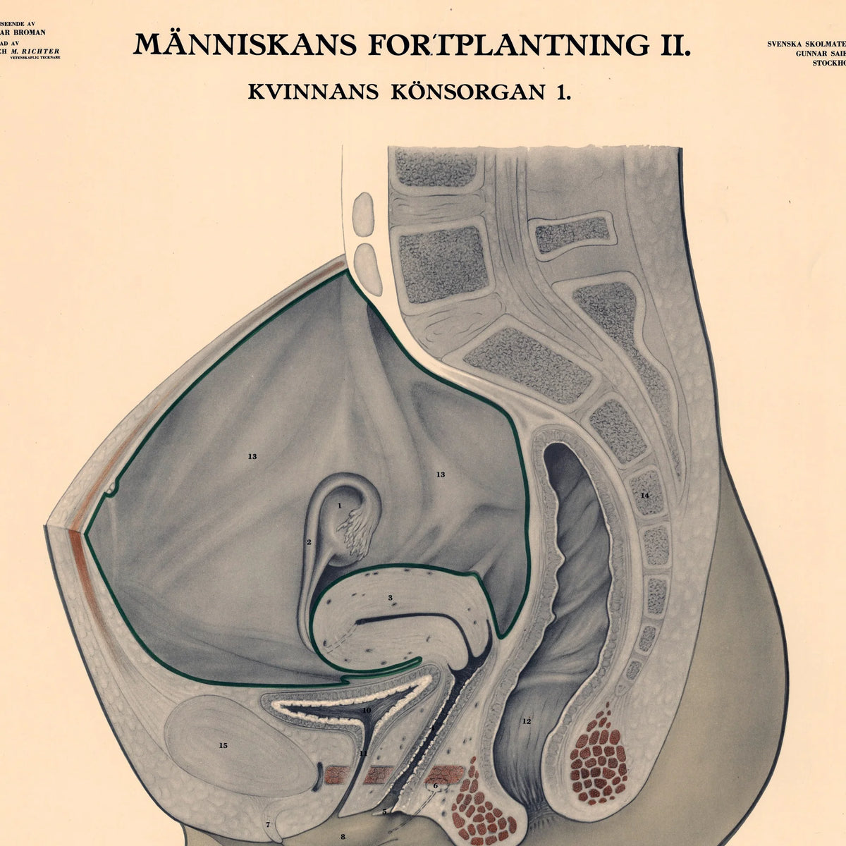 Kvindens kønsorganer 1942 - Biologi - Anskuelsestavle – billede 4