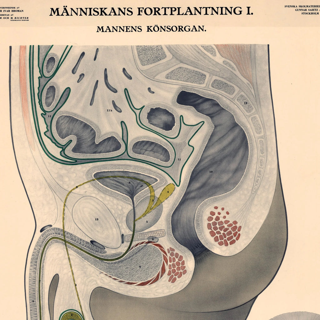 Mandens kønsorganer 1942 - Biologi - Anskuelsestavle – billede 4