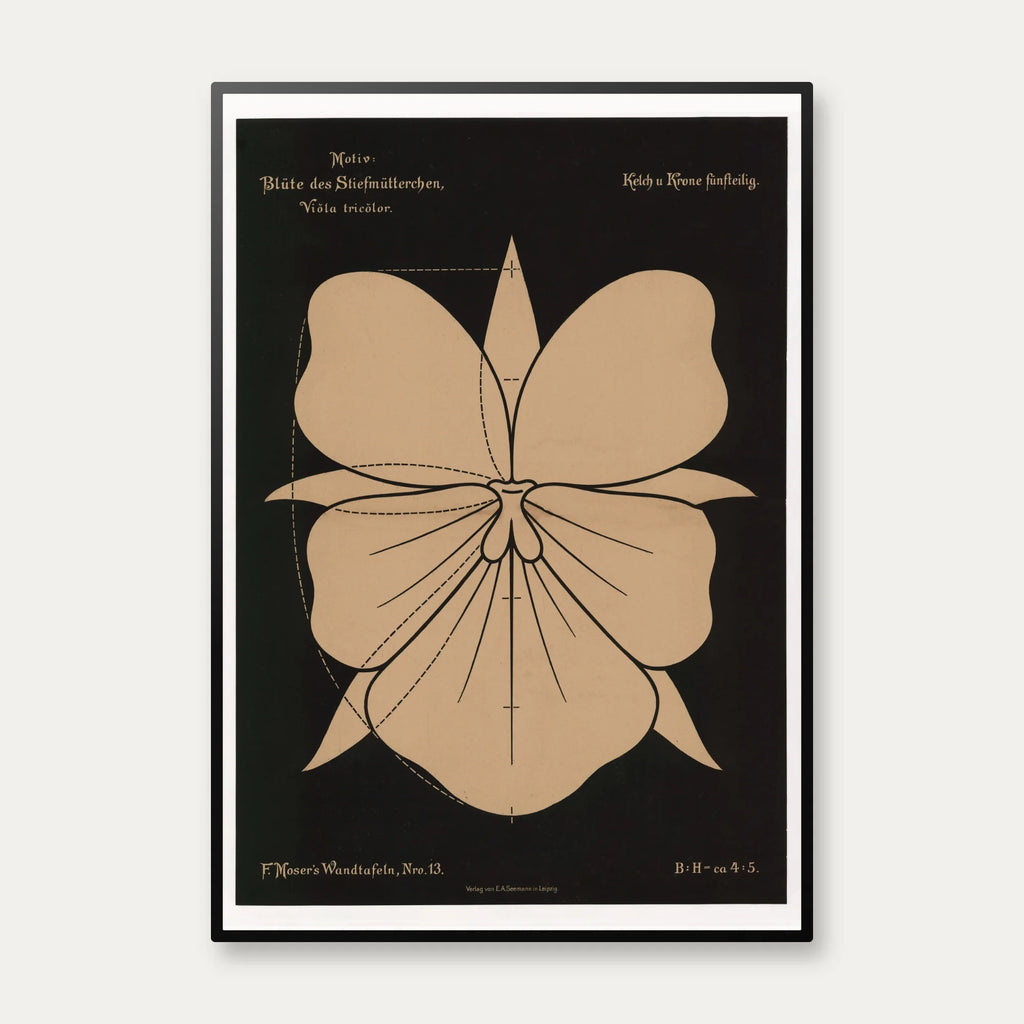 Stedmoderblomst 1892 - Anskuelsestavle – billede 1
