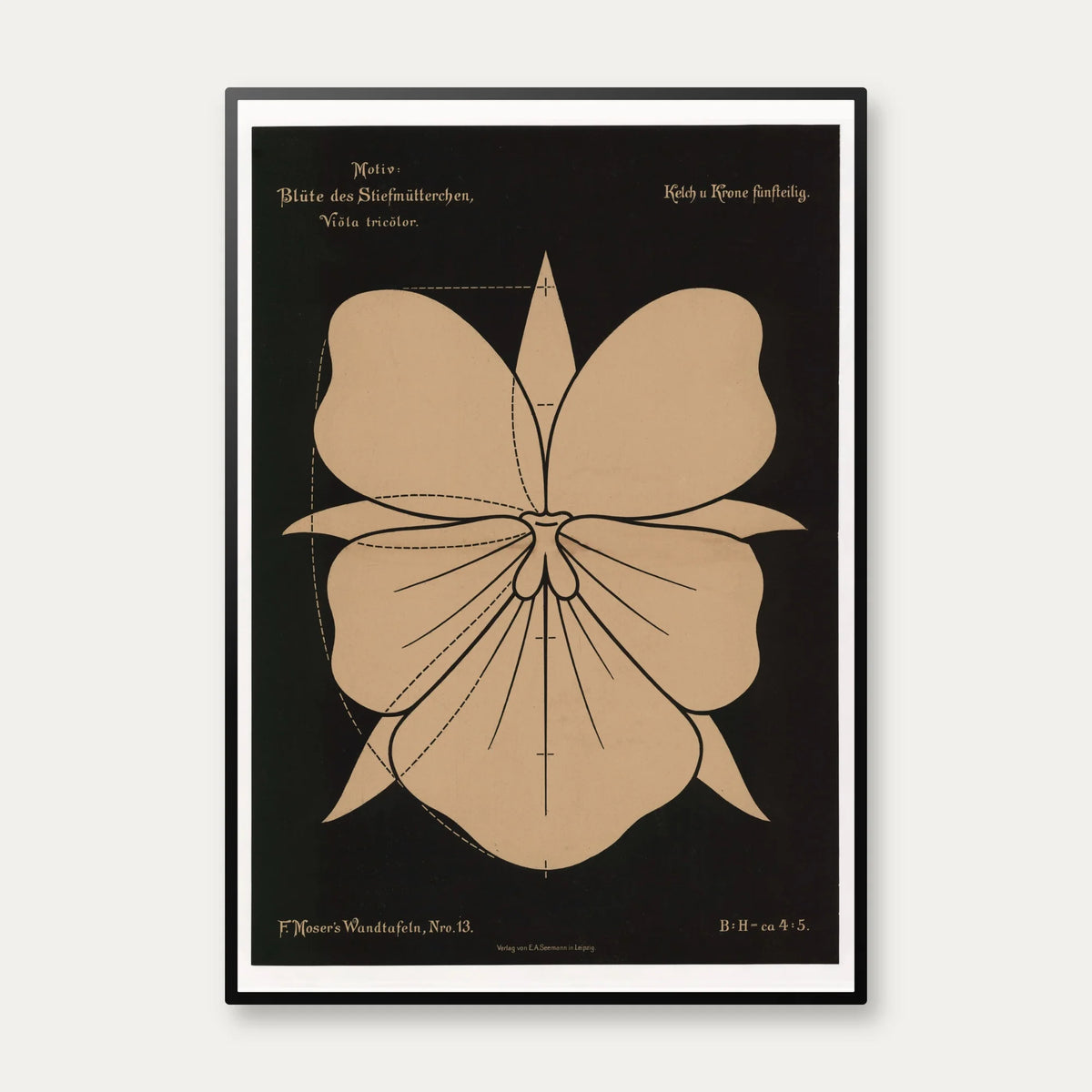 Stedmoderblomst 1892 - Anskuelsestavle – billede 1