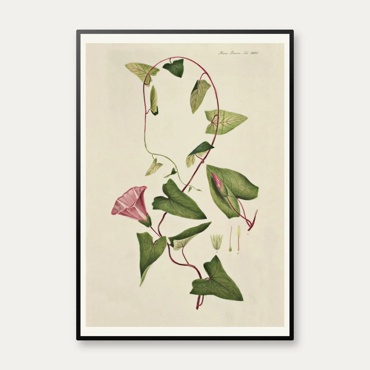 Gærdesnerle 1883 - Flora Danica – billede 1