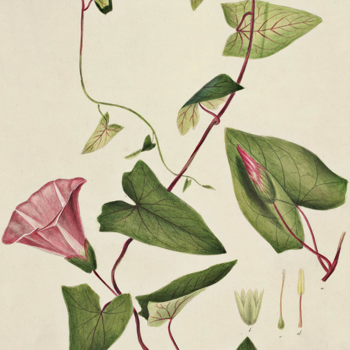Gærdesnerle 1883 - Flora Danica – billede 4