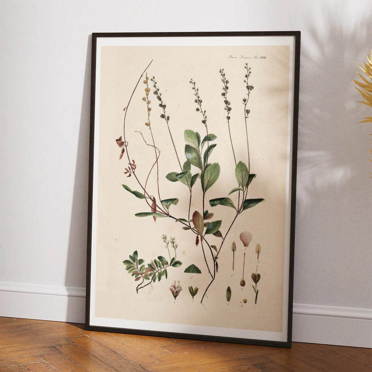 Lægeærenpris 1883 - Flora Danica – billede 2