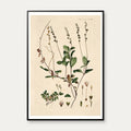 Lægeærenpris 1883 - Flora Danica – billede 1