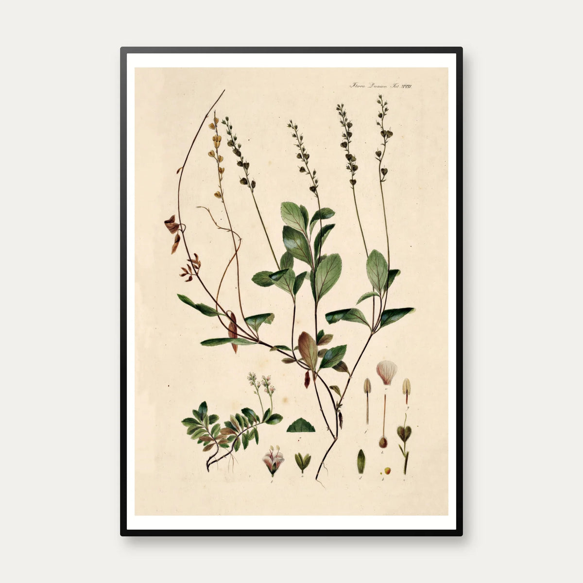 Lægeærenpris 1883 - Flora Danica – billede 1