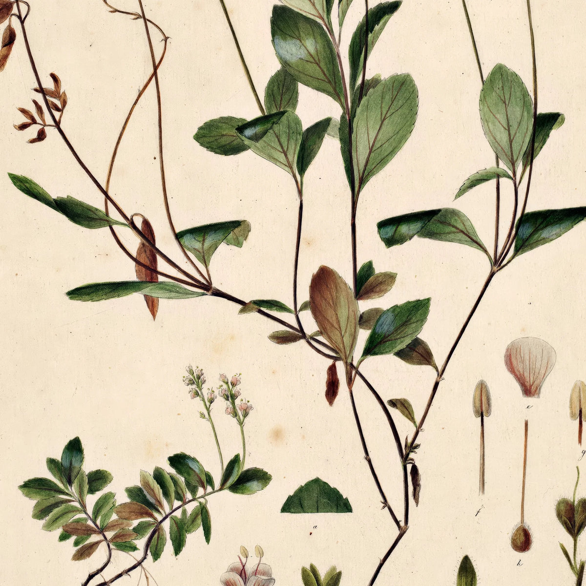 Lægeærenpris 1883 - Flora Danica – billede 4