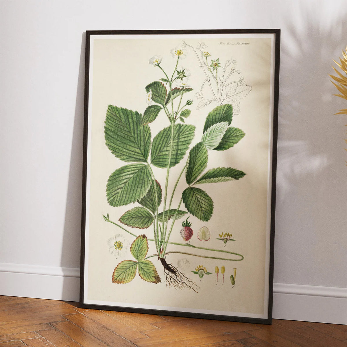 Spansk jordbær 1883 - Flora Danica – billede 2