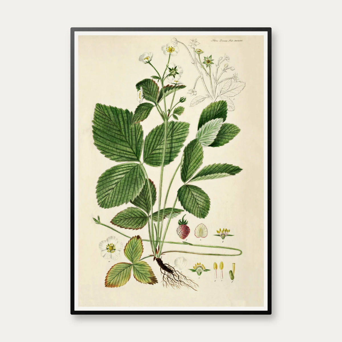 Spansk jordbær 1883 - Flora Danica – billede 1