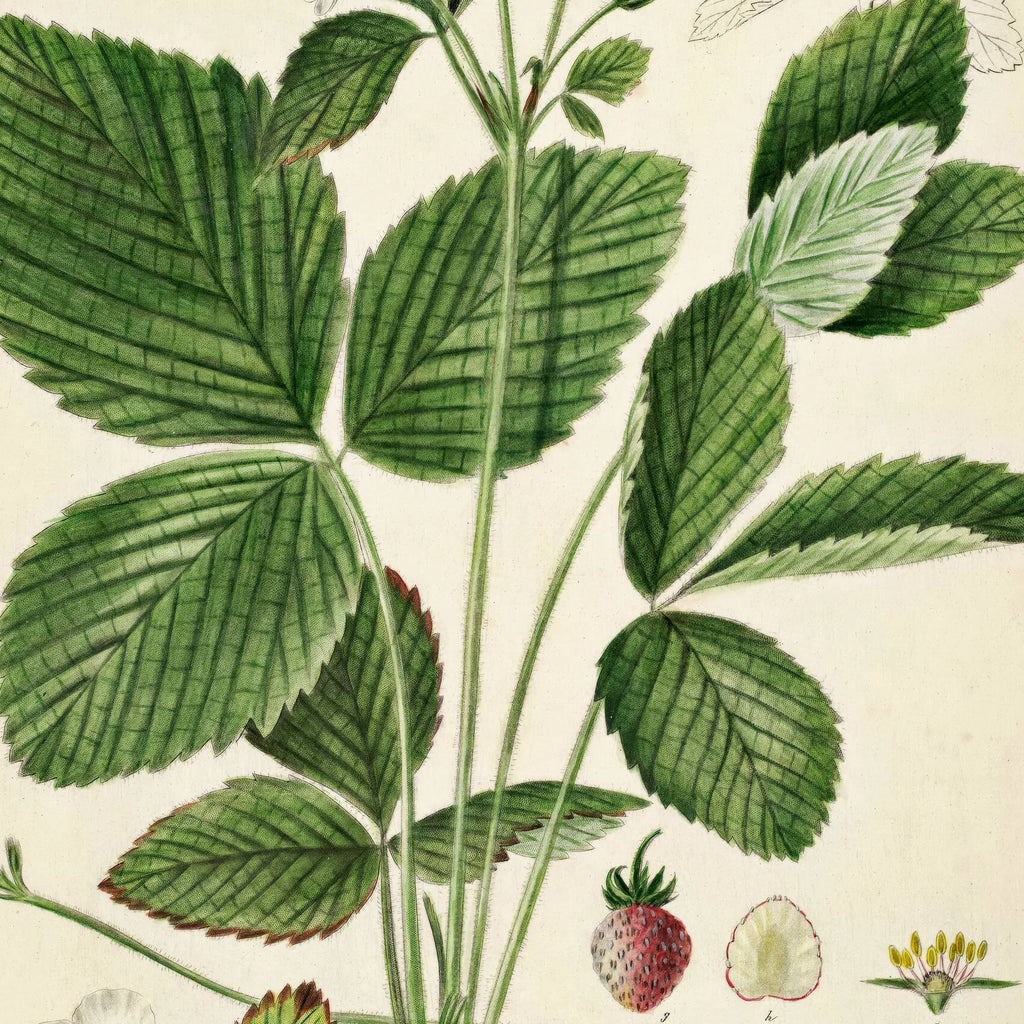 Spansk jordbær 1883 - Flora Danica – billede 4