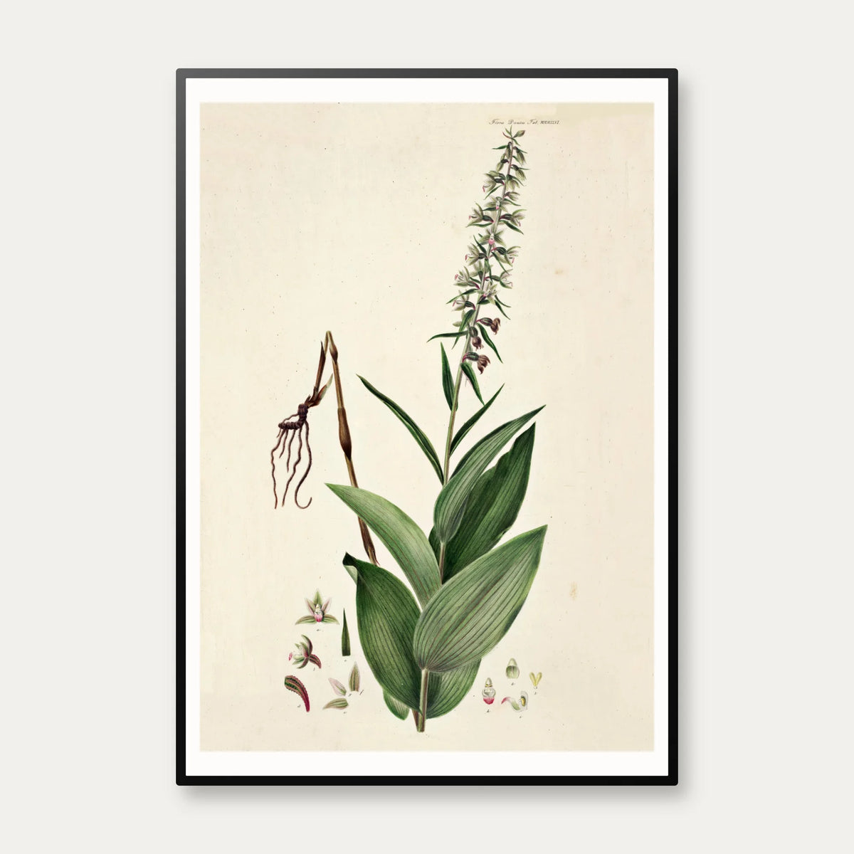 Rød hullæbe 1883 - Flora Danica – billede 1