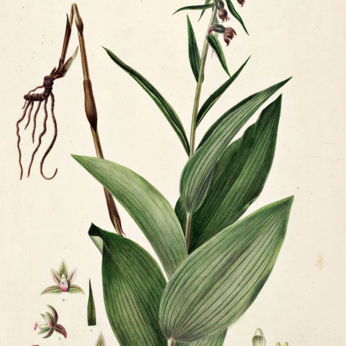 Rød hullæbe 1883 - Flora Danica – billede 4