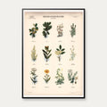 Medicinske planter II 1950 - Anskuelsestavle – billede 1