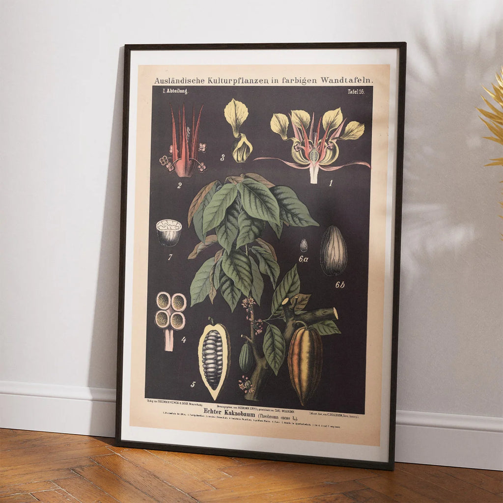Kakaotræ 1880 - Anskuelsestavle – billede 2