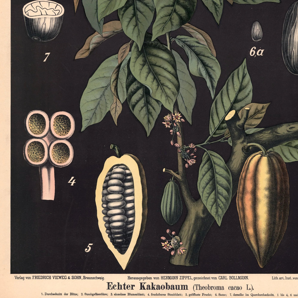Kakaotræ 1880 - Anskuelsestavle – billede 4