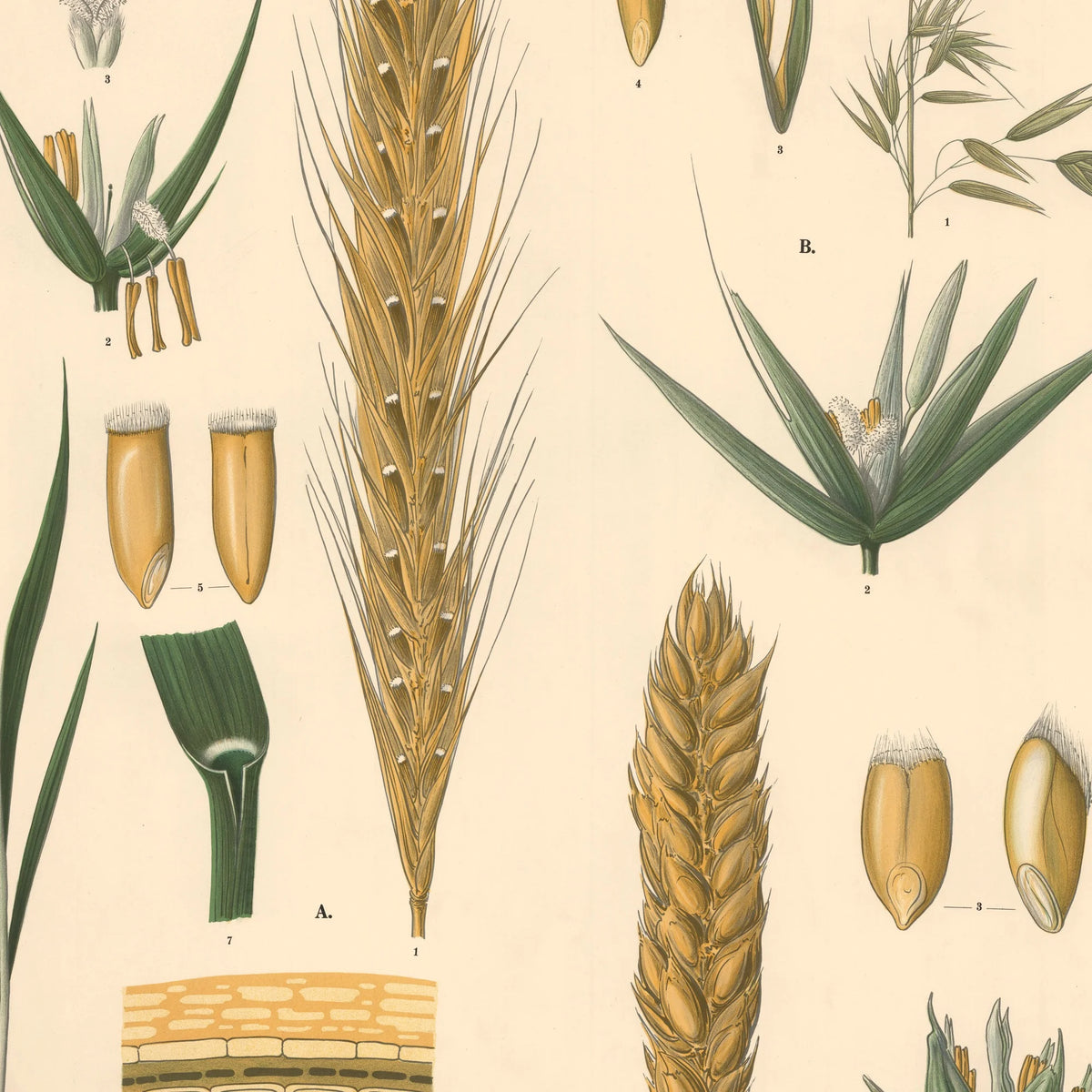 Rug, havre og hvede 1939 - Biologi og botanik – billede 4