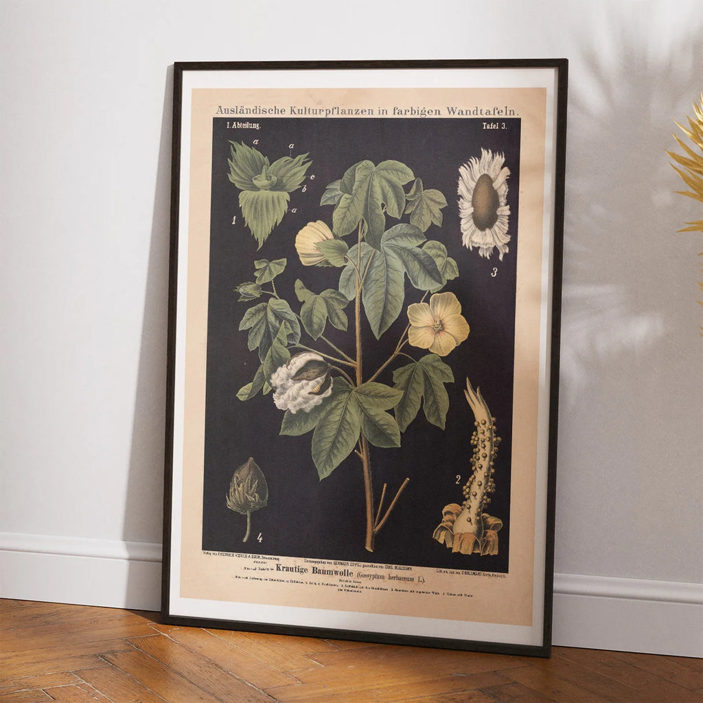 Bomuld 1880 - Botanisk anskuelsestavle – billede 2
