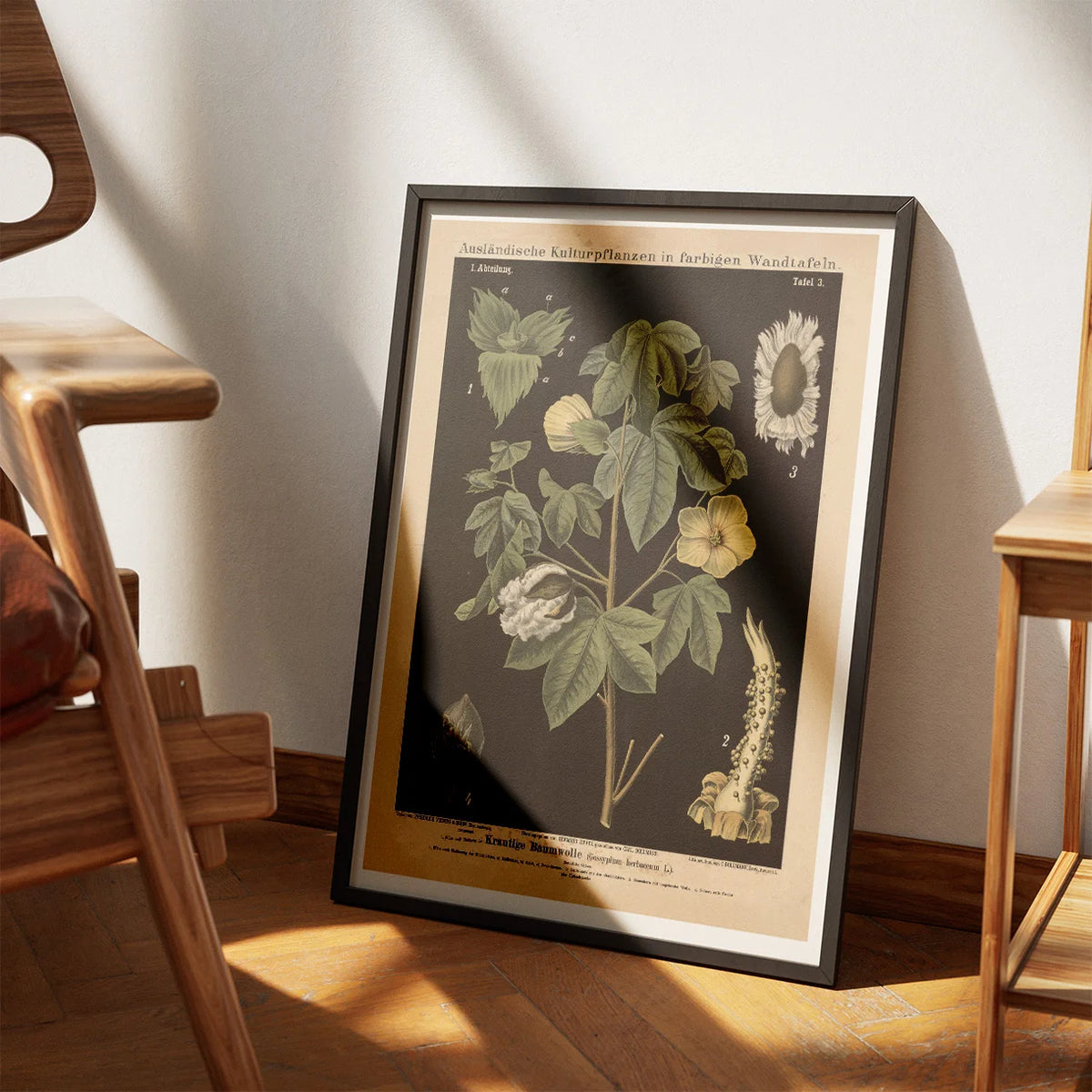 Bomuld 1880 - Botanisk anskuelsestavle – billede 3