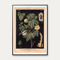 Bomuld 1880 - Botanisk anskuelsestavle – billede 1