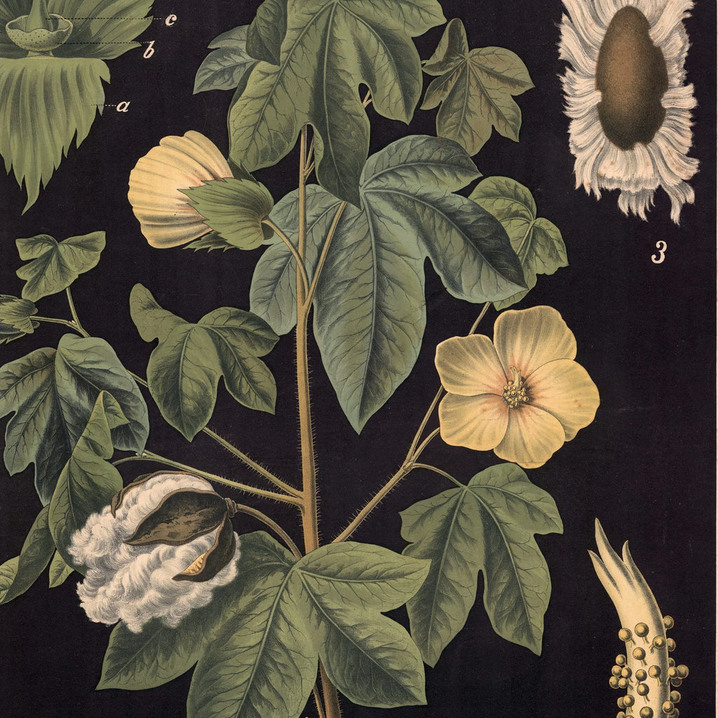 Bomuld 1880 - Botanisk anskuelsestavle – billede 4