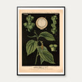 Sort peber 1880 - Anskuelsestavle – billede 1