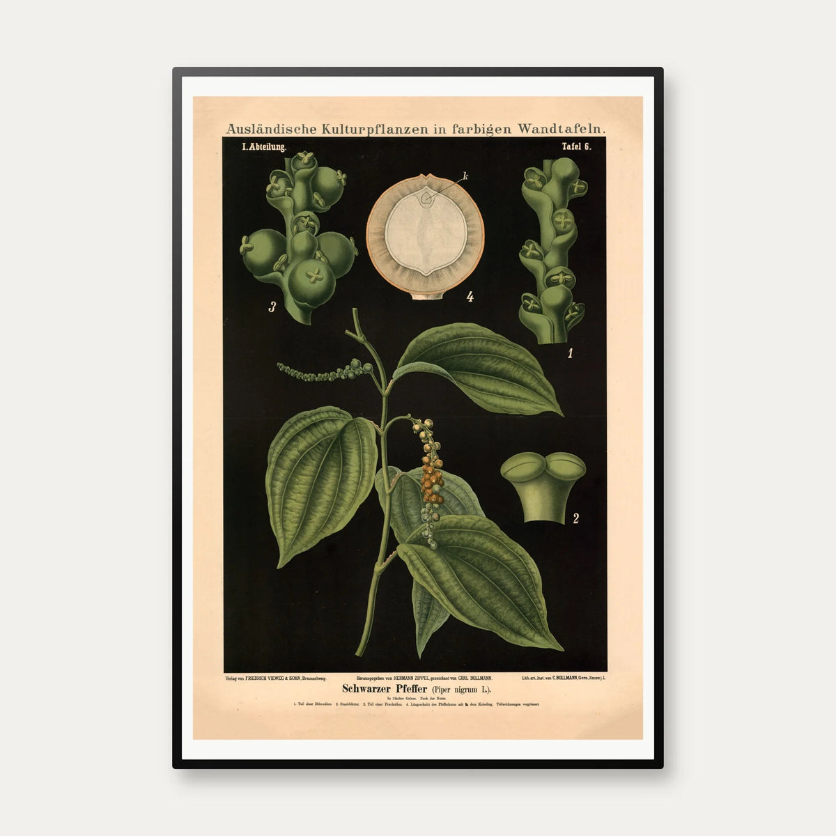 Sort peber 1880 - Anskuelsestavle – billede 1