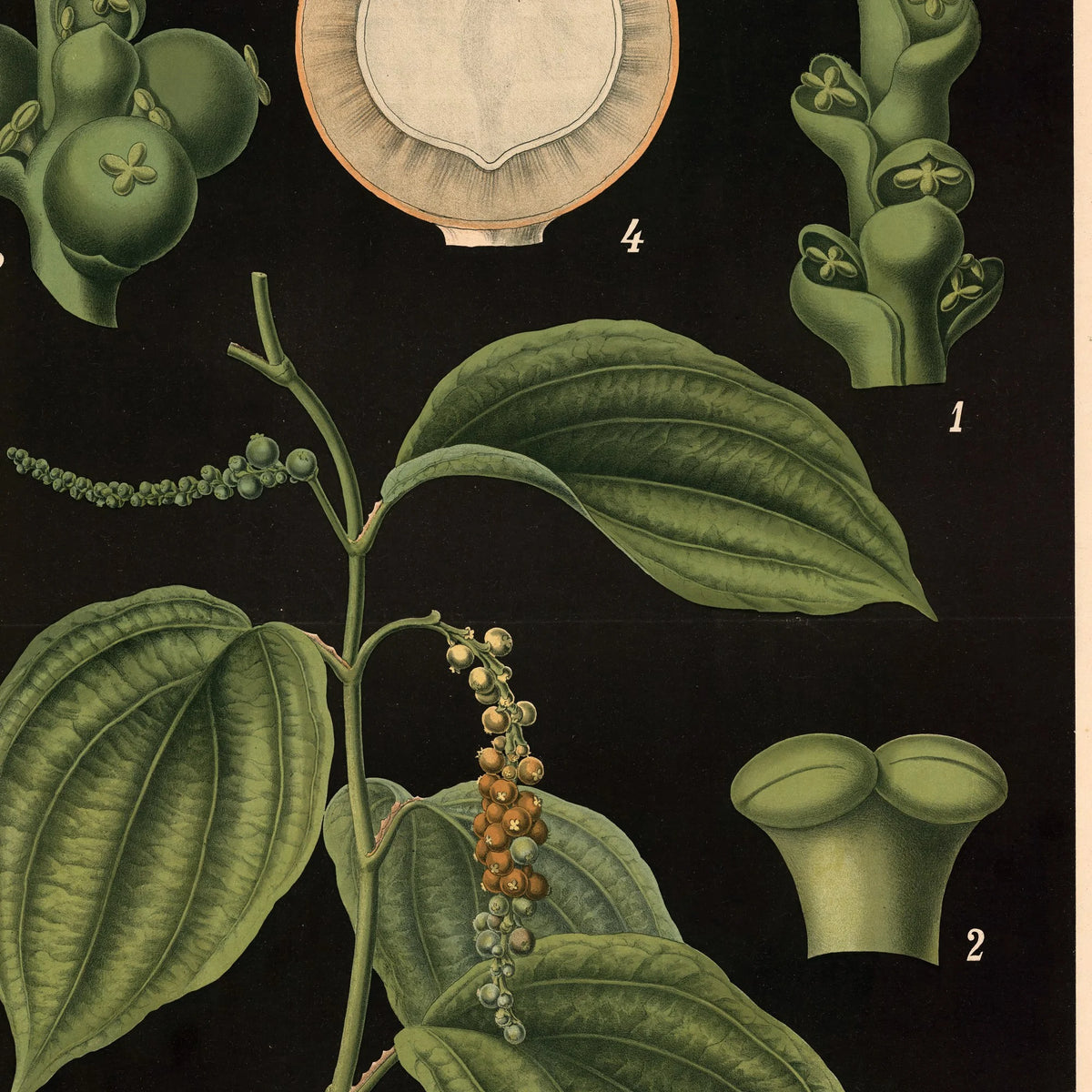 Sort peber 1880 - Anskuelsestavle – billede 4
