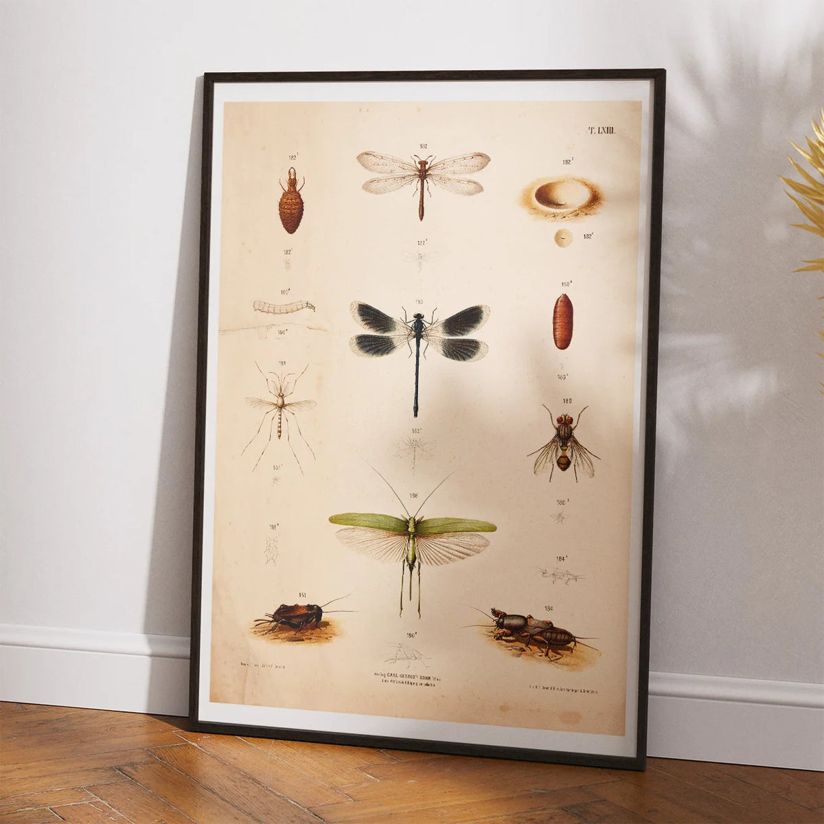 Bevingede insekter 1889 - Anskuelsestavle – billede 2