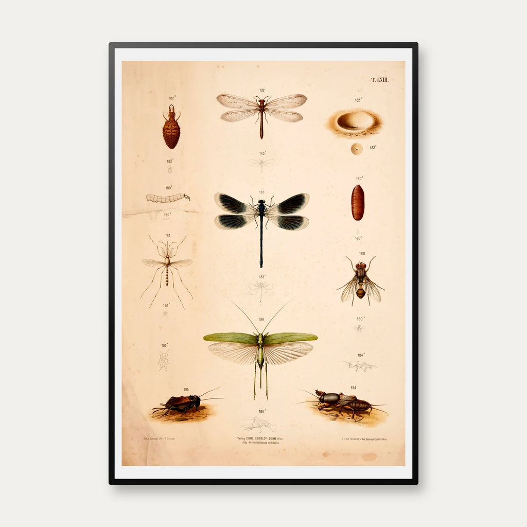 Bevingede insekter 1889 - Anskuelsestavle – billede 1