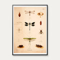 Bevingede insekter 1889 - Anskuelsestavle – billede 1