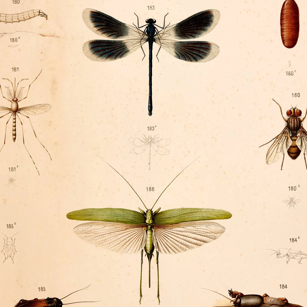 Bevingede insekter 1889 - Anskuelsestavle – billede 4