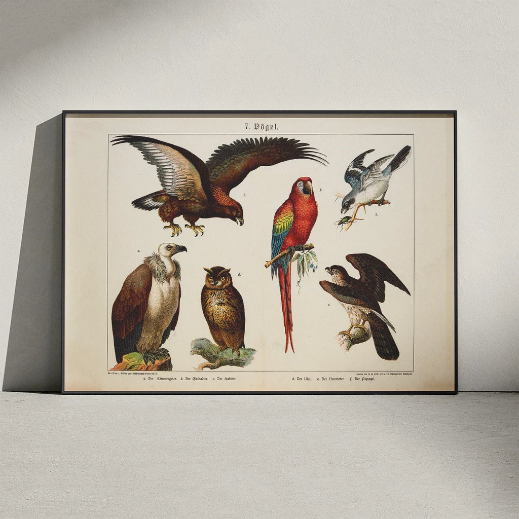 Fugle 1891 - Biologisk anskuelsestavle – billede 3