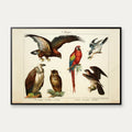 Fugle 1891 - Biologisk anskuelsestavle – billede 1