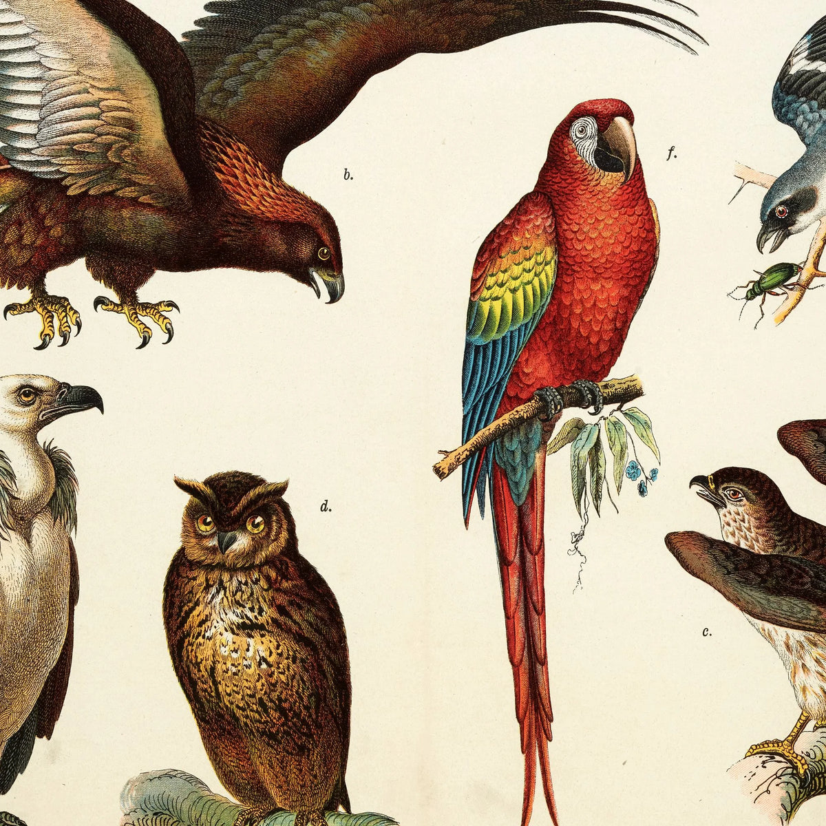Fugle 1891 - Biologisk anskuelsestavle – billede 4