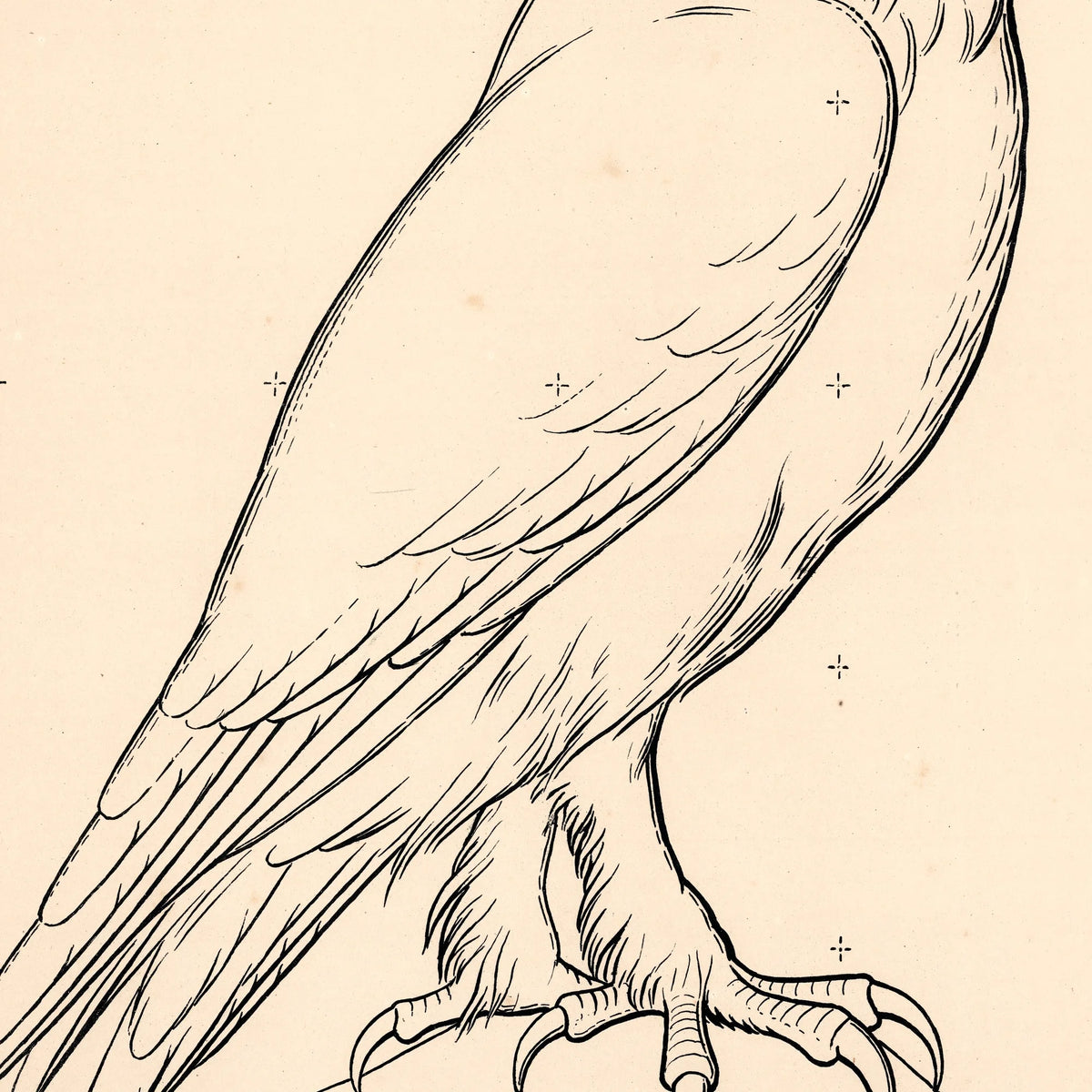 Ugle 1863 - Anskuelsestavle – billede 4