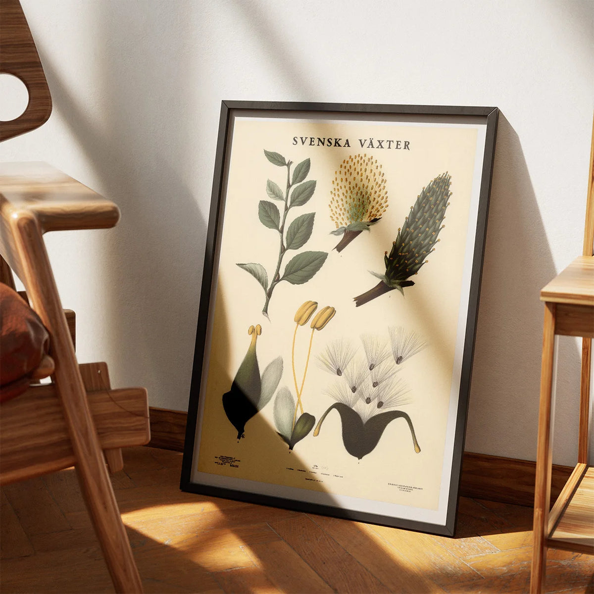 Pil 1936 - Botanisk Anskuelsestavle – billede 3