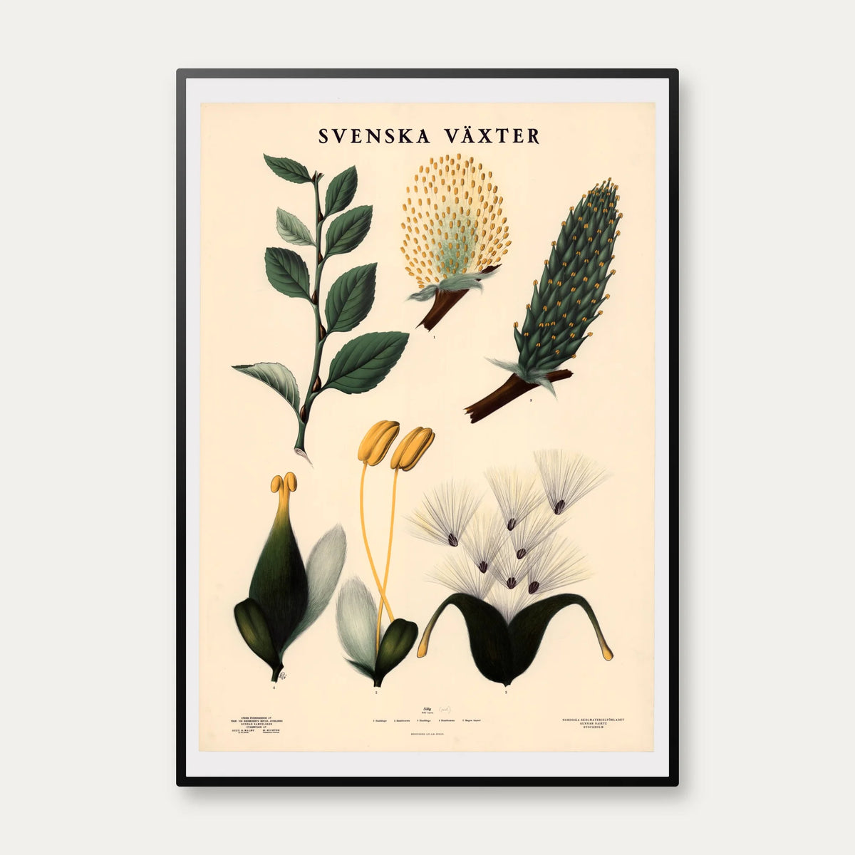 Pil 1936 - Botanisk Anskuelsestavle – billede 1