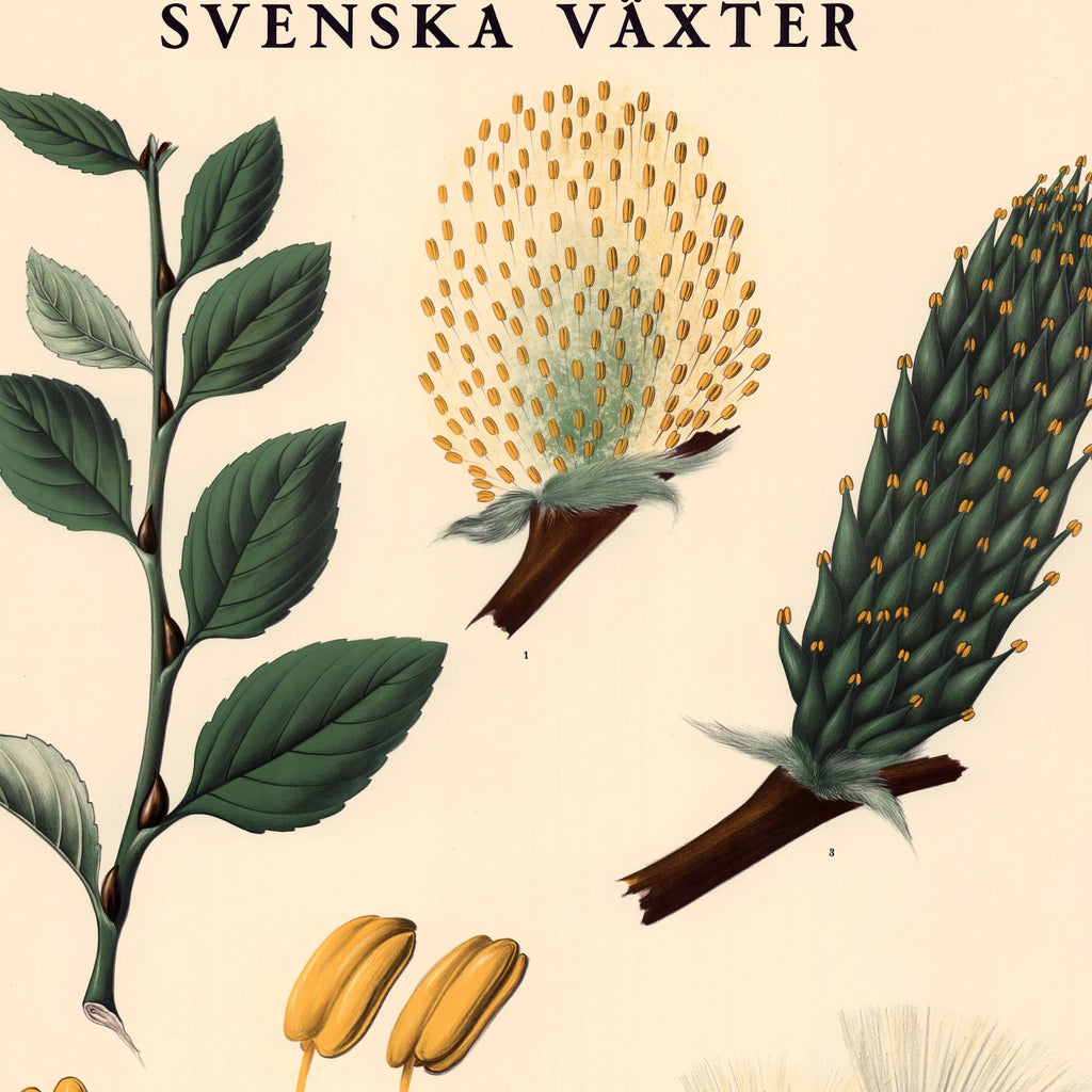 Pil 1936 - Botanisk Anskuelsestavle – billede 4