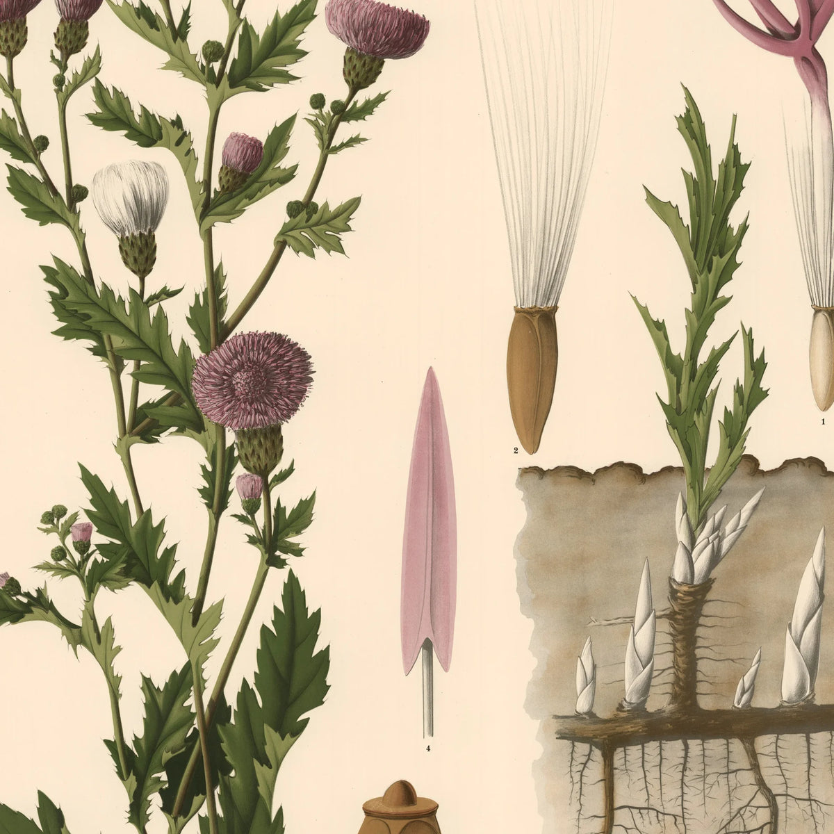 Agertidsel 1939 - Botanisk Anskuelsestavle – billede 4