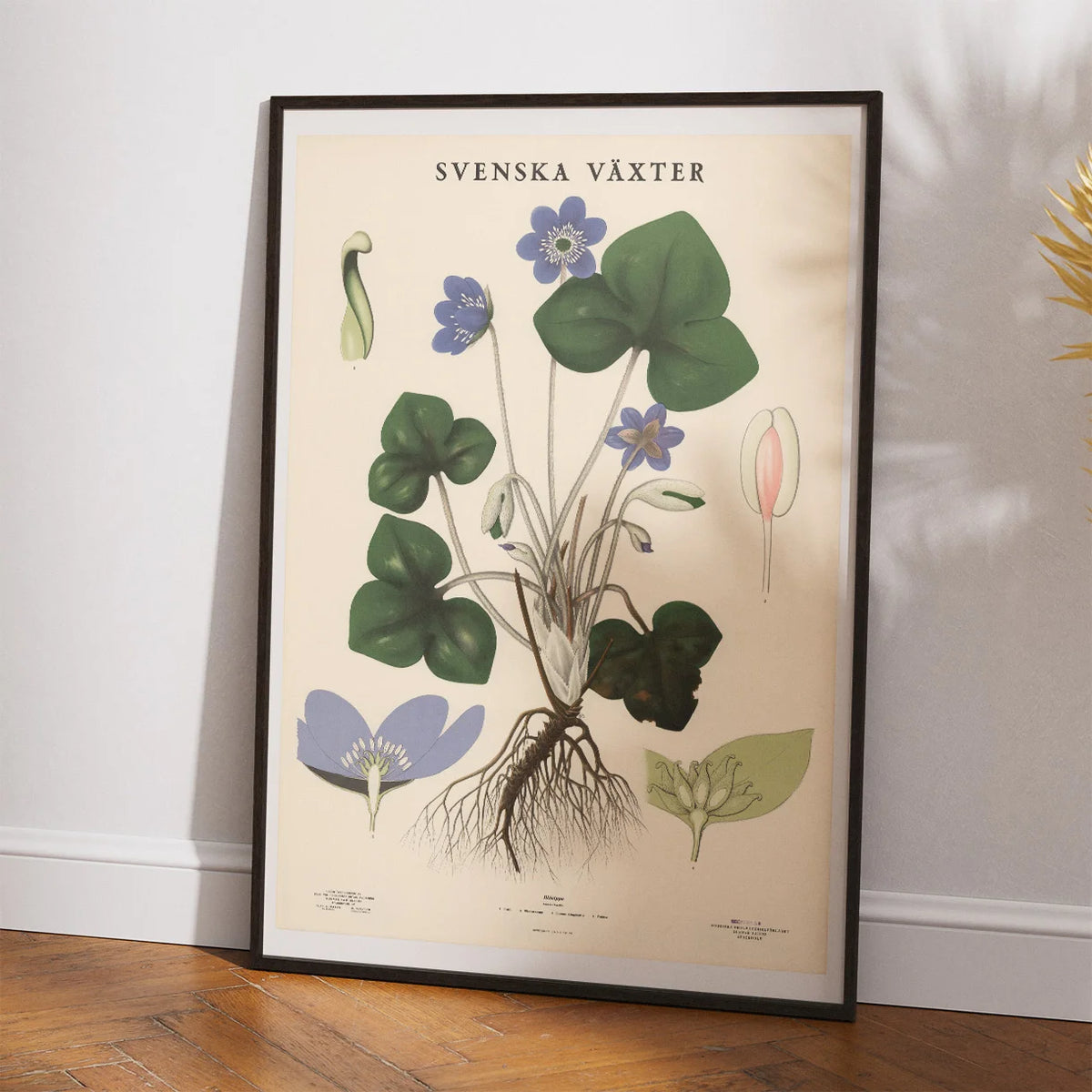 Anemone 1939 - Botanisk Anskuelsestavle – billede 2