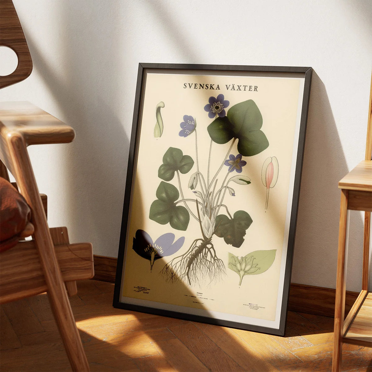 Anemone 1939 - Botanisk Anskuelsestavle – billede 3
