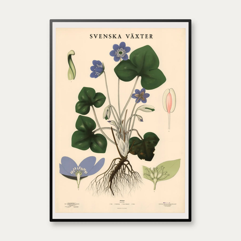 Anemone 1939 - Botanisk Anskuelsestavle – billede 1