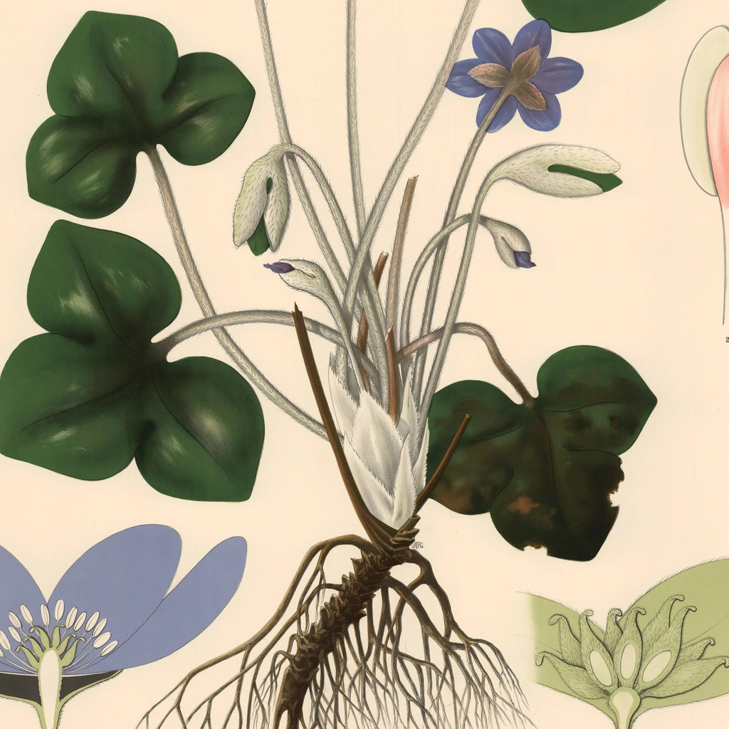 Anemone 1939 - Botanisk Anskuelsestavle – billede 4