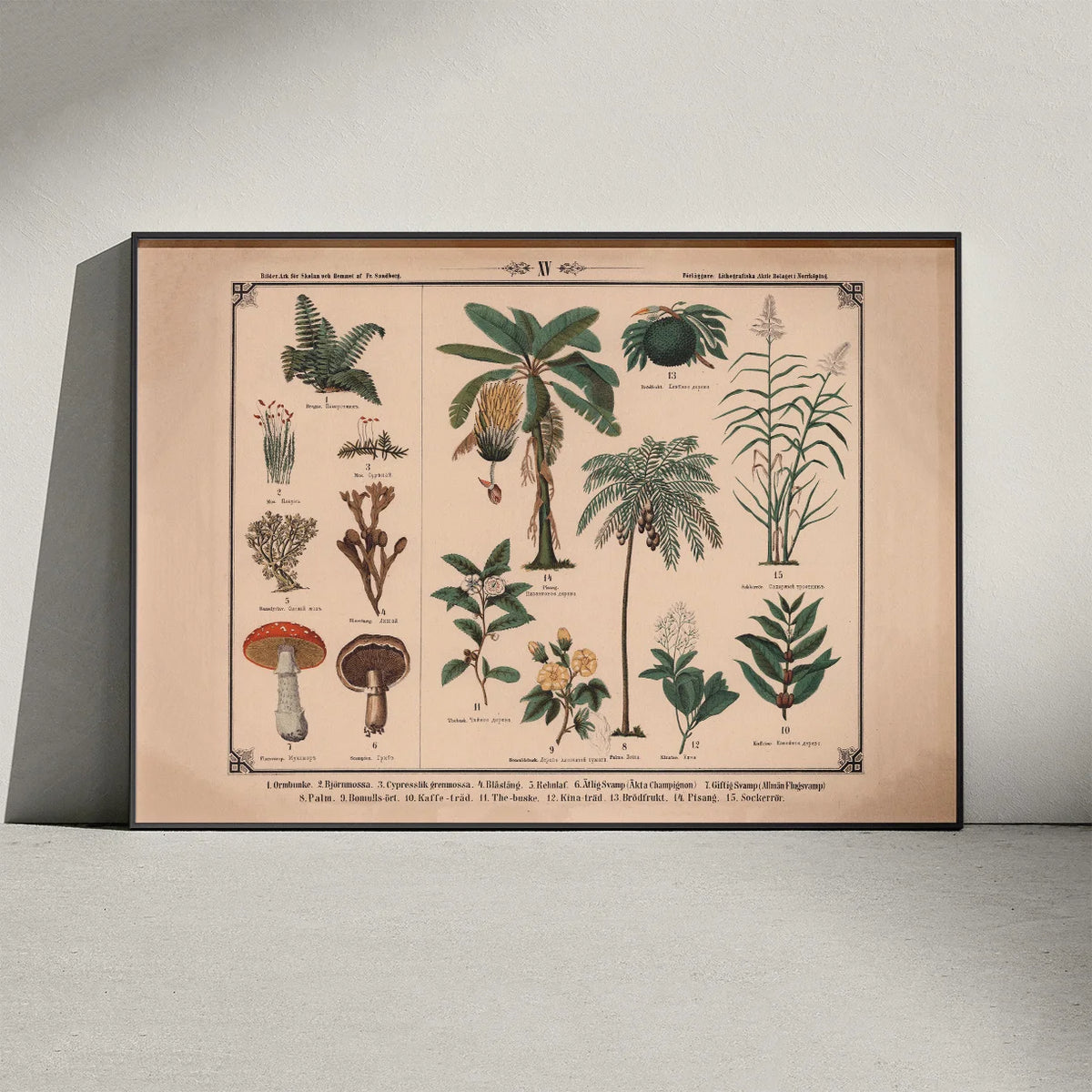 Blomster, urter, svampe og træer 1875 – billede 3