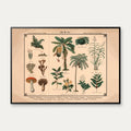 Blomster, urter, svampe og træer 1875 – billede 1