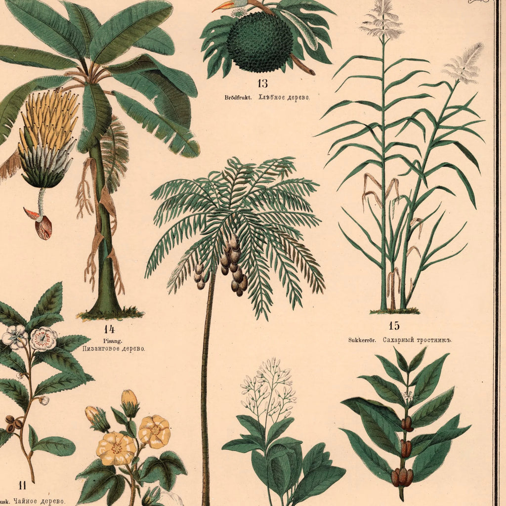 Blomster, urter, svampe og træer 1875 – billede 4