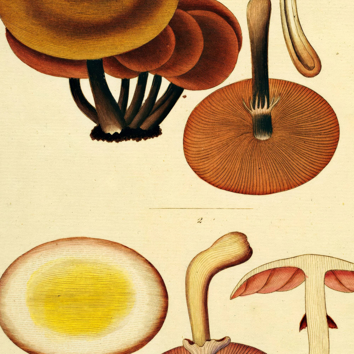 Agaricus mutabilis 1832 - Flora Danica – billede 4