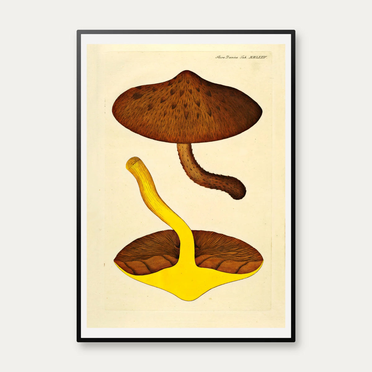 Agaricus aurivellus 1832 - Flora Danica – billede 1
